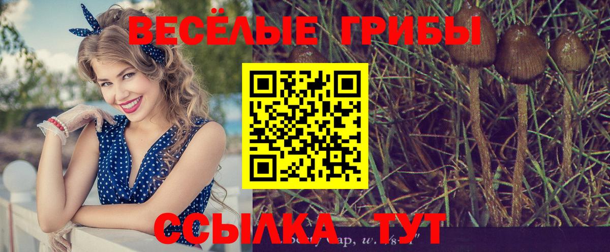 Галлюциногенные грибы прущие грибы  Вход с VPN  Чистополь  Галлюциногенные грибы прущие грибы 